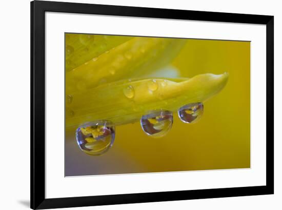 Dew reflecting flowers macro image on yellow Mums-Darrell Gulin-Framed Photographic Print