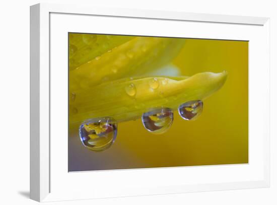 Dew reflecting flowers macro image on yellow Mums-Darrell Gulin-Framed Photographic Print