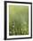 Dew-Andreas Stridsberg-Framed Giclee Print