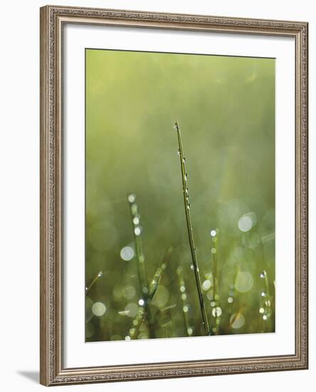 Dew-Andreas Stridsberg-Framed Giclee Print