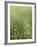 Dew-Andreas Stridsberg-Framed Giclee Print