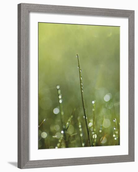 Dew-Andreas Stridsberg-Framed Giclee Print