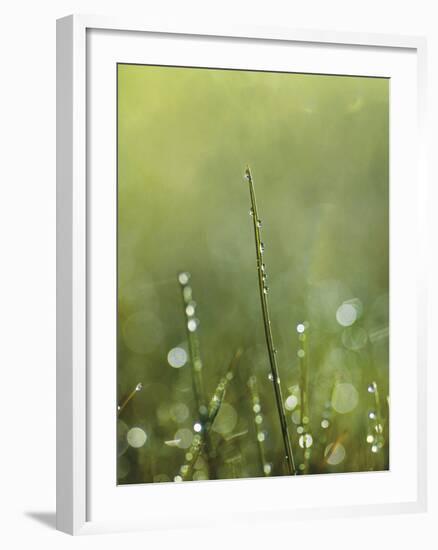 Dew-Andreas Stridsberg-Framed Giclee Print