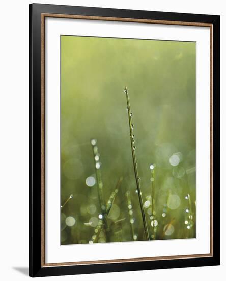 Dew-Andreas Stridsberg-Framed Giclee Print