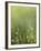 Dew-Andreas Stridsberg-Framed Giclee Print