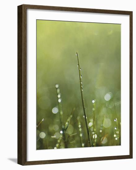 Dew-Andreas Stridsberg-Framed Giclee Print