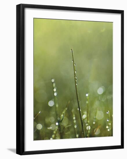 Dew-Andreas Stridsberg-Framed Giclee Print