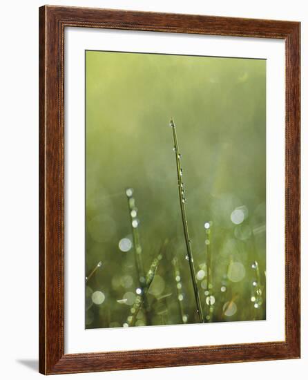 Dew-Andreas Stridsberg-Framed Giclee Print