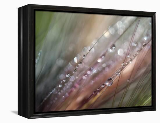 Dew-Ursula Abresch-Framed Premier Image Canvas