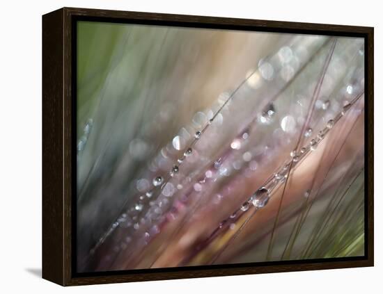 Dew-Ursula Abresch-Framed Premier Image Canvas