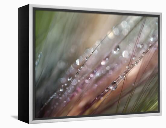 Dew-Ursula Abresch-Framed Premier Image Canvas