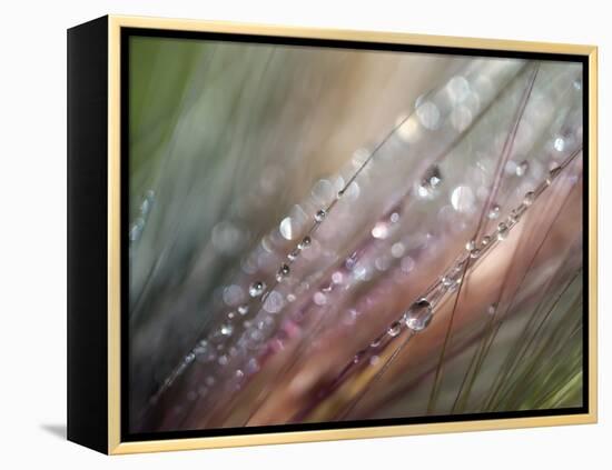 Dew-Ursula Abresch-Framed Premier Image Canvas