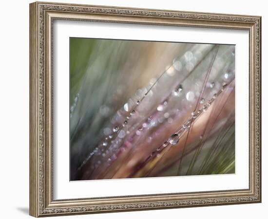 Dew-Ursula Abresch-Framed Photographic Print