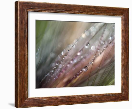 Dew-Ursula Abresch-Framed Photographic Print