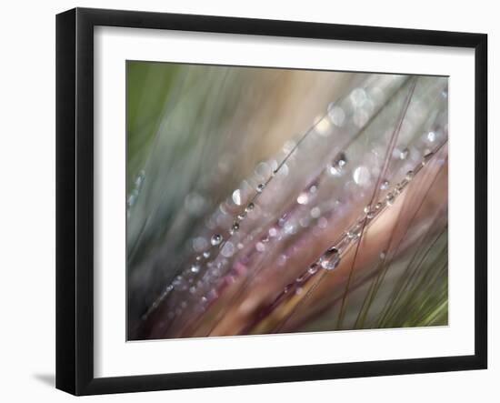 Dew-Ursula Abresch-Framed Photographic Print