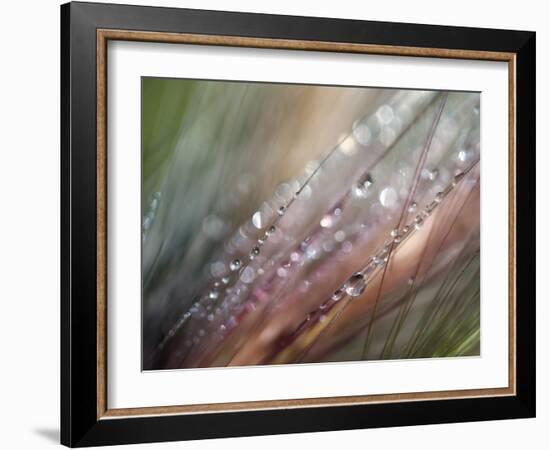 Dew-Ursula Abresch-Framed Photographic Print