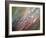 Dew-Ursula Abresch-Framed Photographic Print