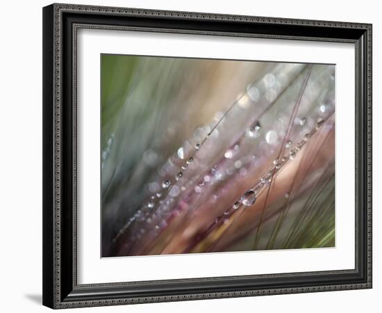 Dew-Ursula Abresch-Framed Photographic Print