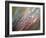 Dew-Ursula Abresch-Framed Photographic Print