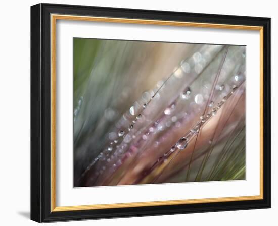 Dew-Ursula Abresch-Framed Photographic Print