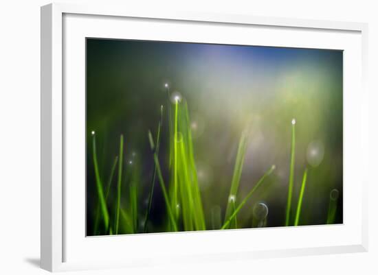 Dew-Ursula Abresch-Framed Photographic Print