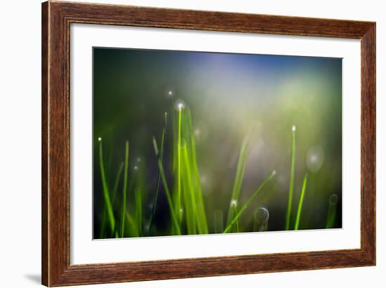 Dew-Ursula Abresch-Framed Photographic Print