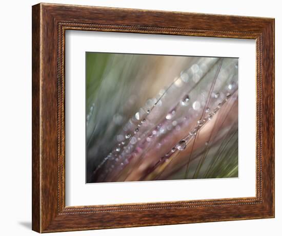 Dew-Ursula Abresch-Framed Premium Photographic Print