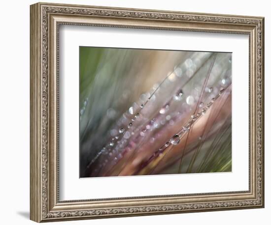 Dew-Ursula Abresch-Framed Photographic Print