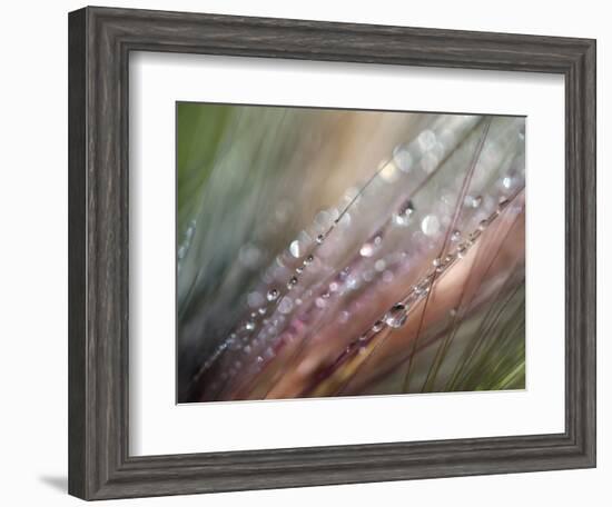 Dew-Ursula Abresch-Framed Photographic Print