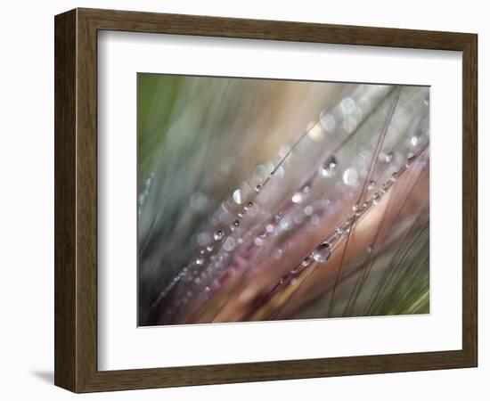 Dew-Ursula Abresch-Framed Photographic Print