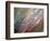 Dew-Ursula Abresch-Framed Photographic Print