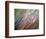 Dew-Ursula Abresch-Framed Photographic Print