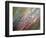 Dew-Ursula Abresch-Framed Photographic Print