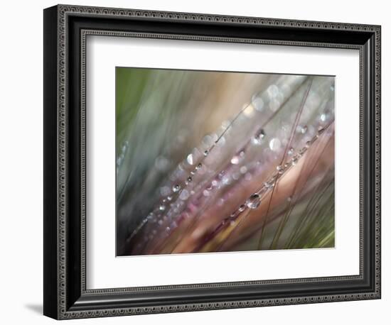 Dew-Ursula Abresch-Framed Photographic Print