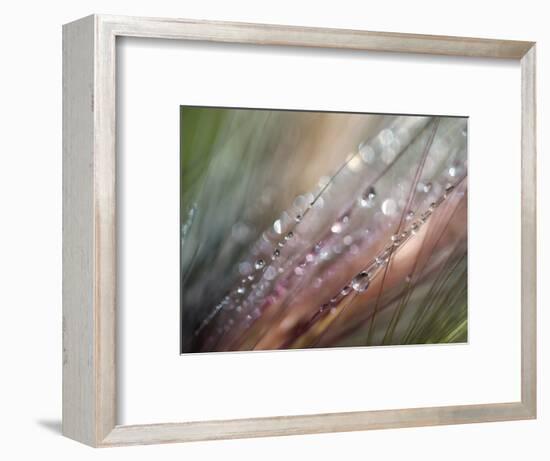 Dew-Ursula Abresch-Framed Photographic Print