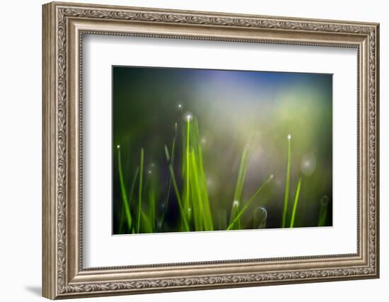 Dew-Ursula Abresch-Framed Photographic Print