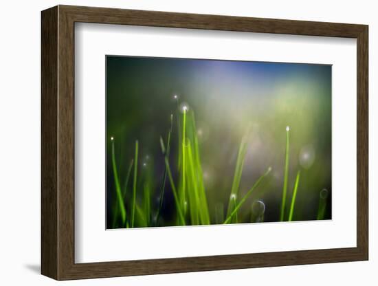 Dew-Ursula Abresch-Framed Photographic Print