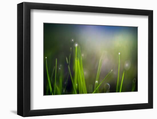 Dew-Ursula Abresch-Framed Photographic Print