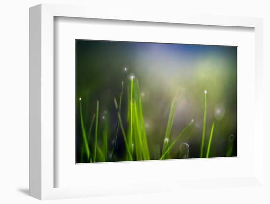 Dew-Ursula Abresch-Framed Photographic Print