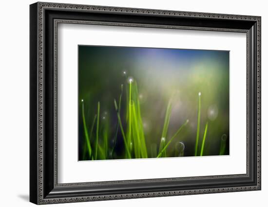 Dew-Ursula Abresch-Framed Photographic Print