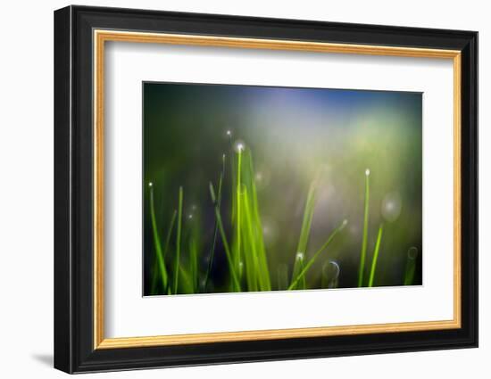 Dew-Ursula Abresch-Framed Photographic Print