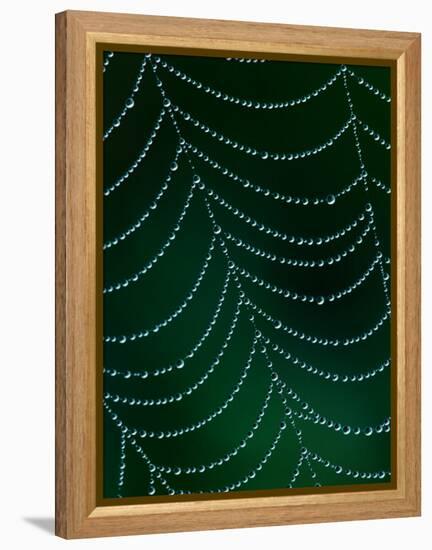 Dewdrop on Spider Web, Louisville, Kentucky, USA-Adam Jones-Framed Premier Image Canvas