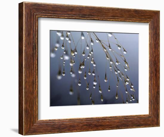 Dewdrops, Huansan, China-Art Wolfe-Framed Photographic Print