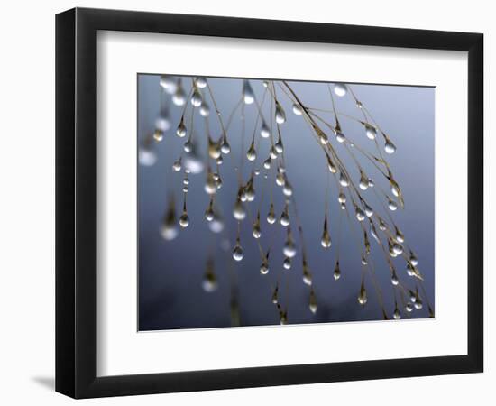 Dewdrops, Huansan, China-Art Wolfe-Framed Photographic Print