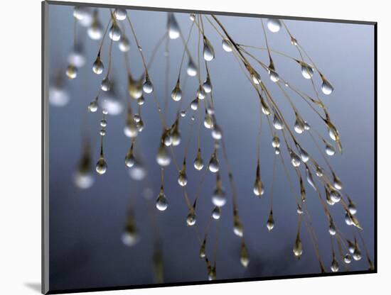 Dewdrops, Huansan, China-Art Wolfe-Mounted Photographic Print