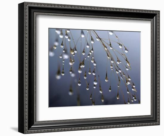 Dewdrops, Huansan, China-Art Wolfe-Framed Photographic Print