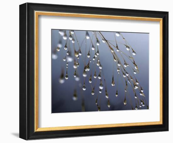 Dewdrops, Huansan, China-Art Wolfe-Framed Photographic Print