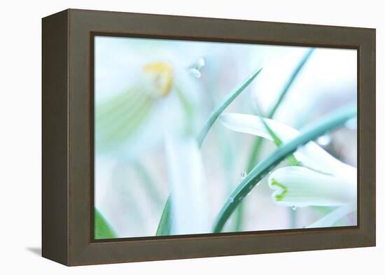 Dewdrops Kissing Snowdrops-Jacob Berghoef-Framed Premier Image Canvas