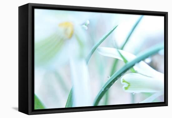 Dewdrops Kissing Snowdrops-Jacob Berghoef-Framed Premier Image Canvas