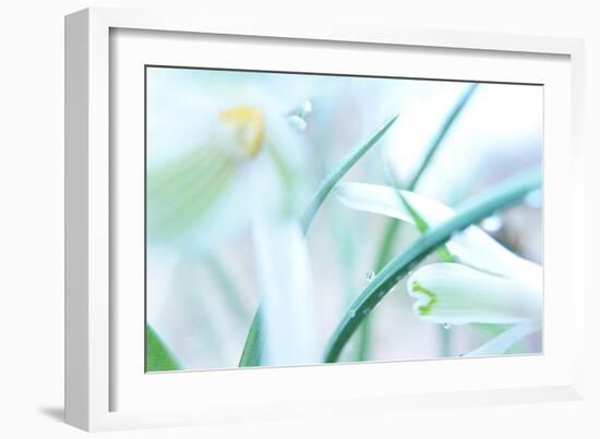 Dewdrops Kissing Snowdrops-Jacob Berghoef-Framed Photographic Print